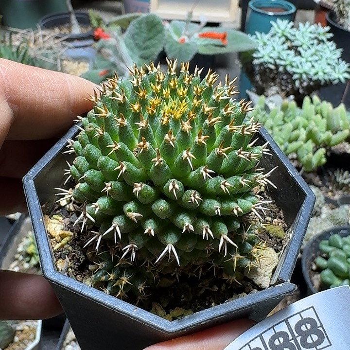 288短豪刺琴丝脱土发货自根