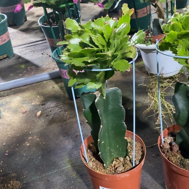当前无花栽培后可以开花美*?037嫁接086