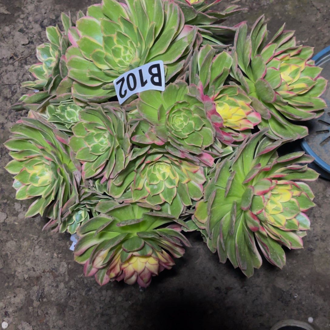 万紫法师16////37包邮出