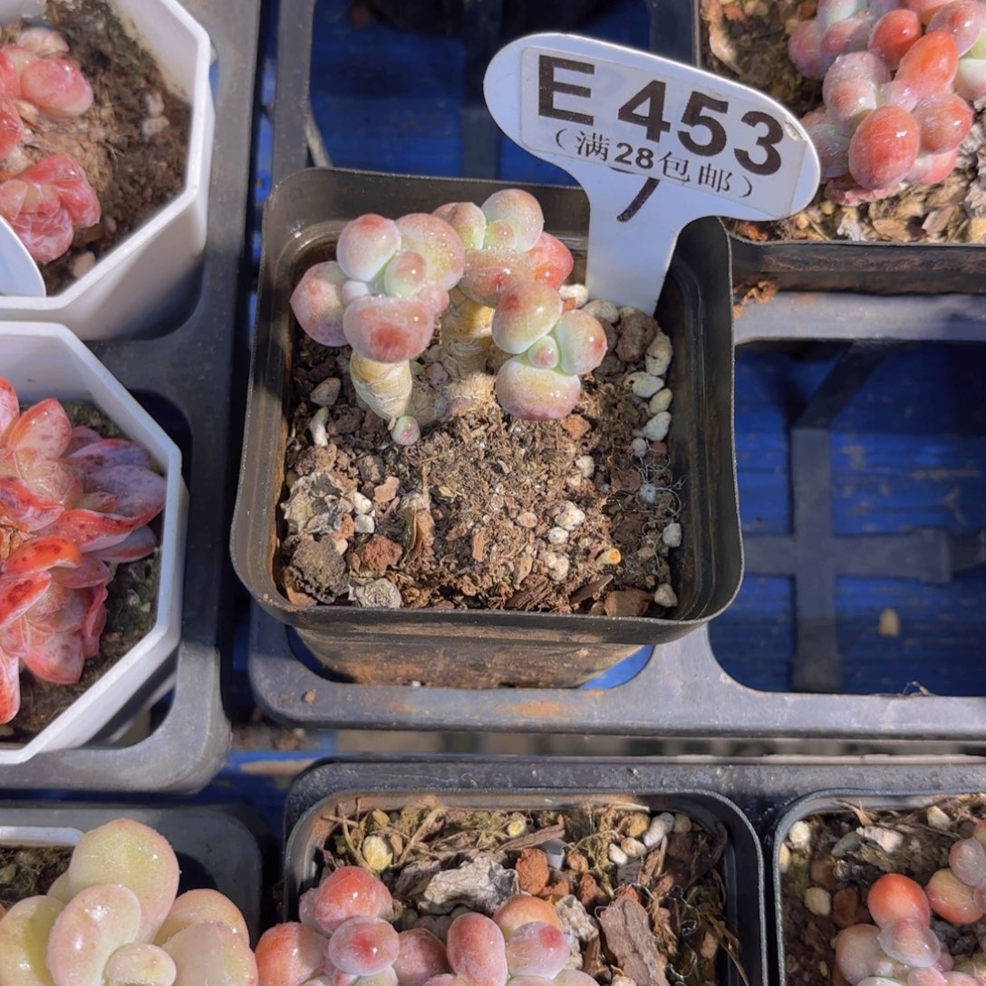 E453苹果奶一物语拍