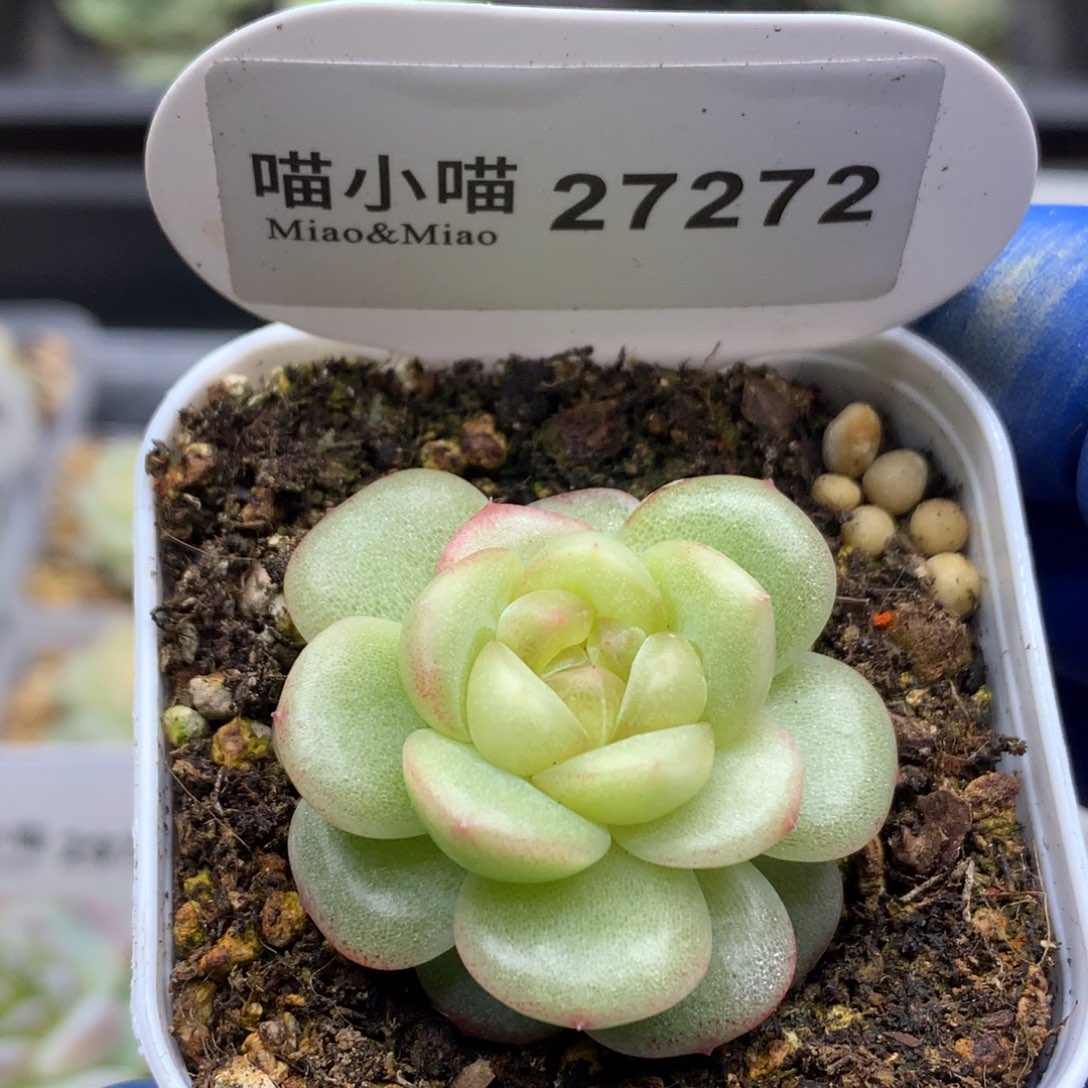 多肉植物杂交珍妮