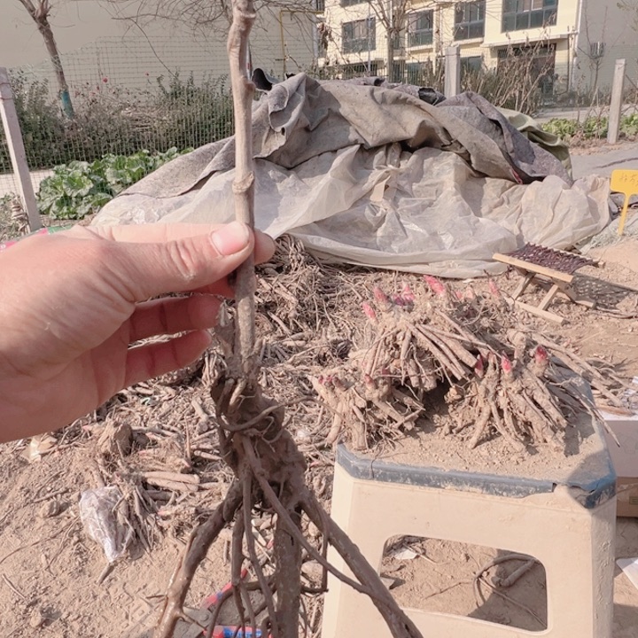 当前无花栽培后可以开花芳红