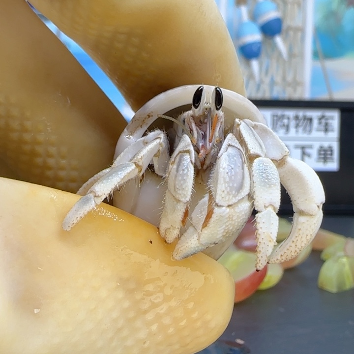 A41胖马灰1.6cm口径