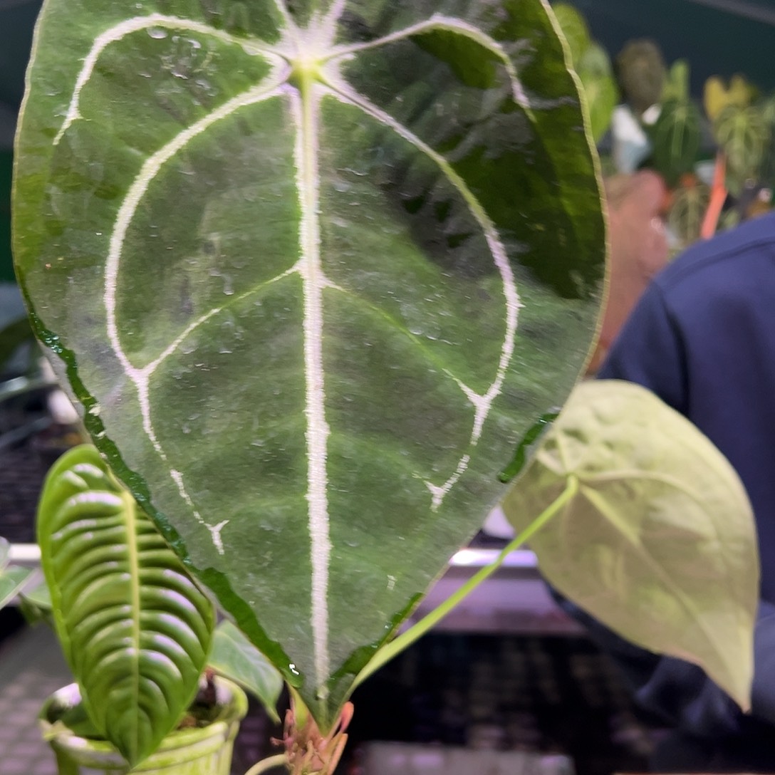 完全开放盾叶水晶花烛