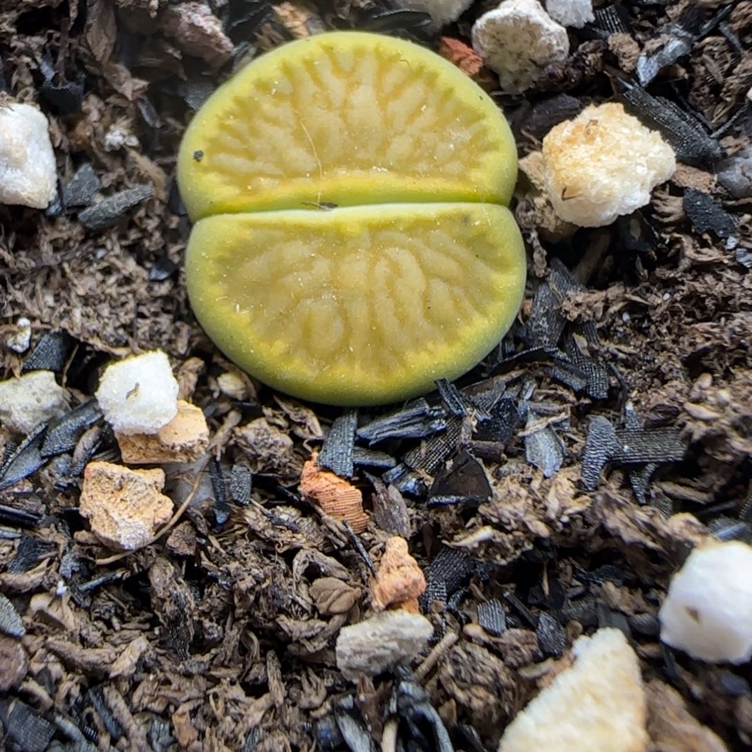 458 生石花大棚直播