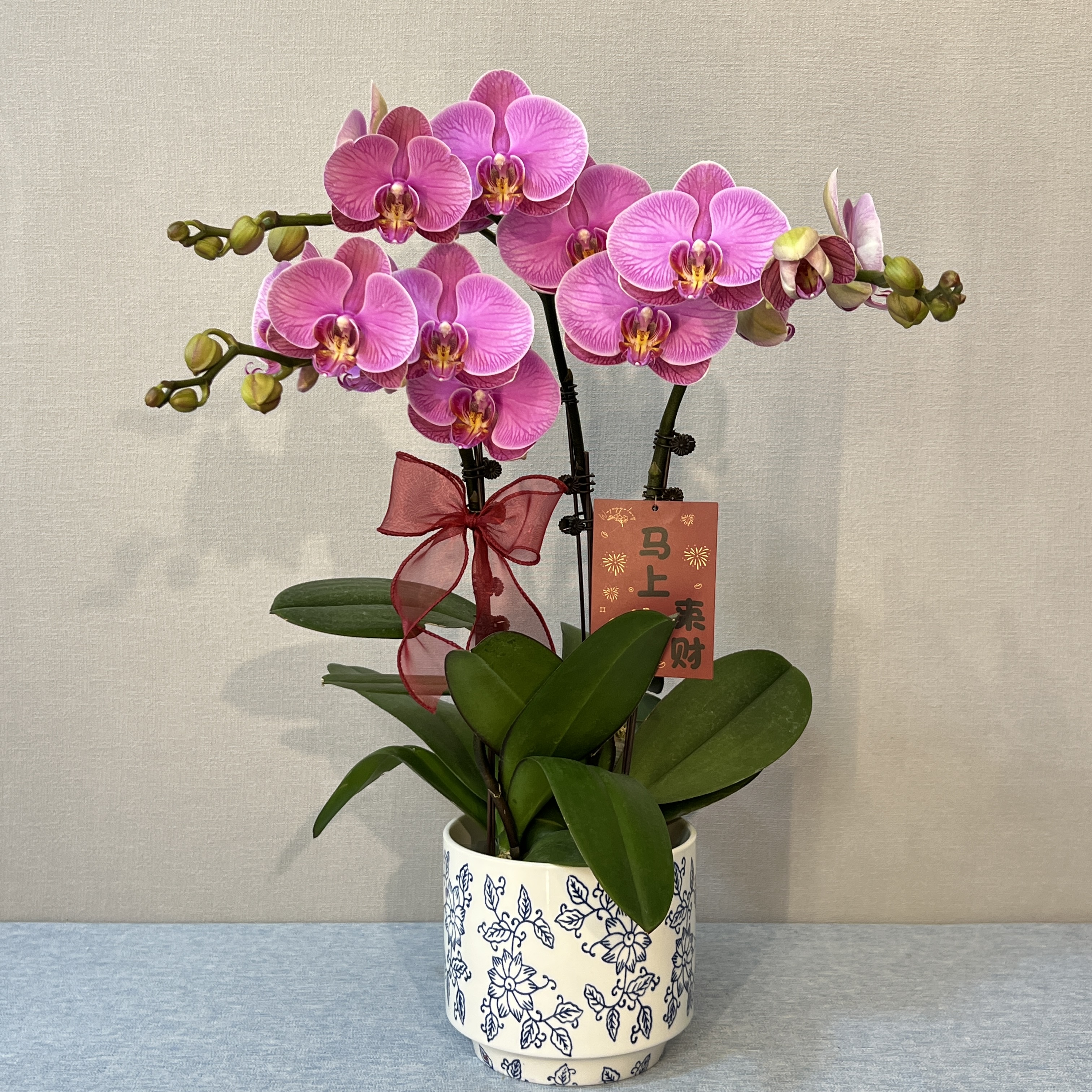 [石榴水晶]蝴蝶兰 室内鲜花绿植 长花期好养耐养 基地直发