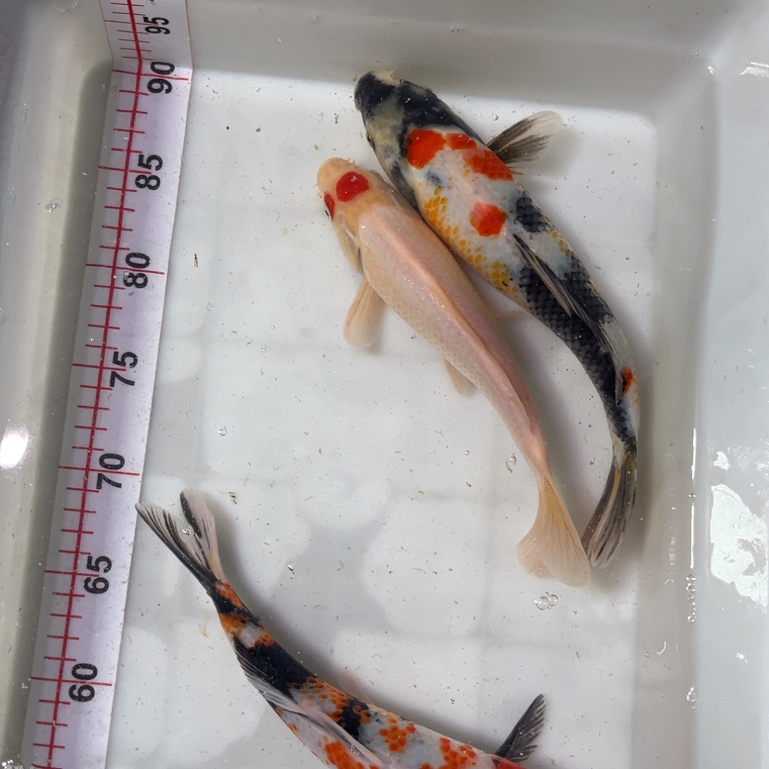 锦鲤锦上锦鲤 111111