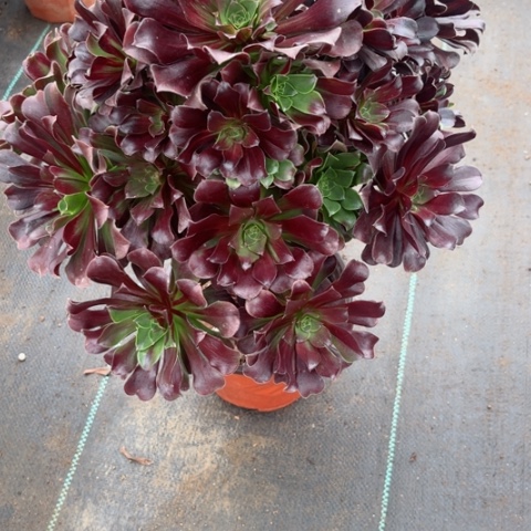 多肉植物欧若拉锦，