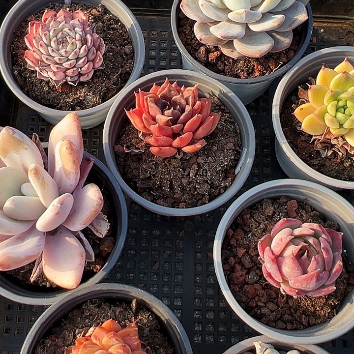    框拍       20073号