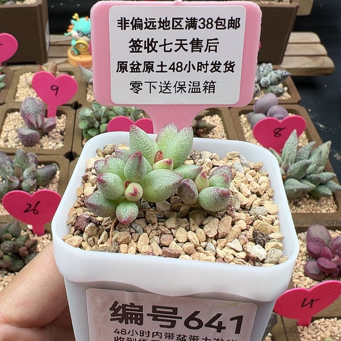 641小红嘴多肉植物