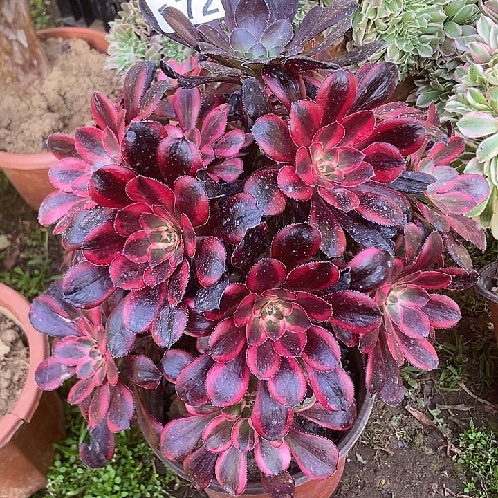 172香奈儿朵朵特价老庄手捧