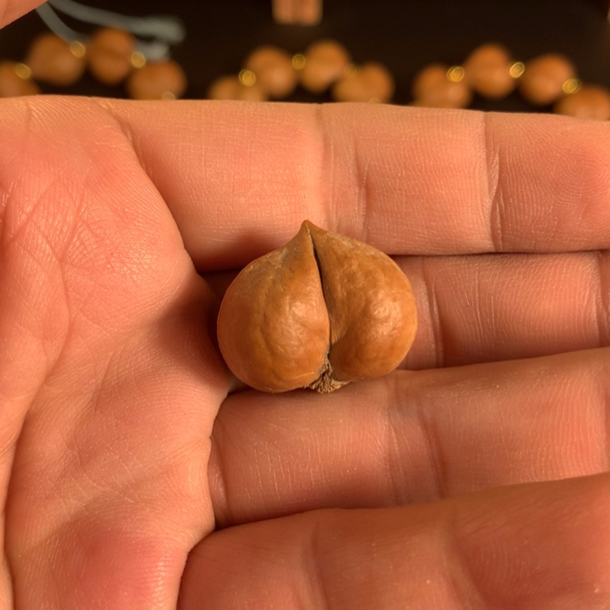 【闪购商品】吊坠桃核遇*猫