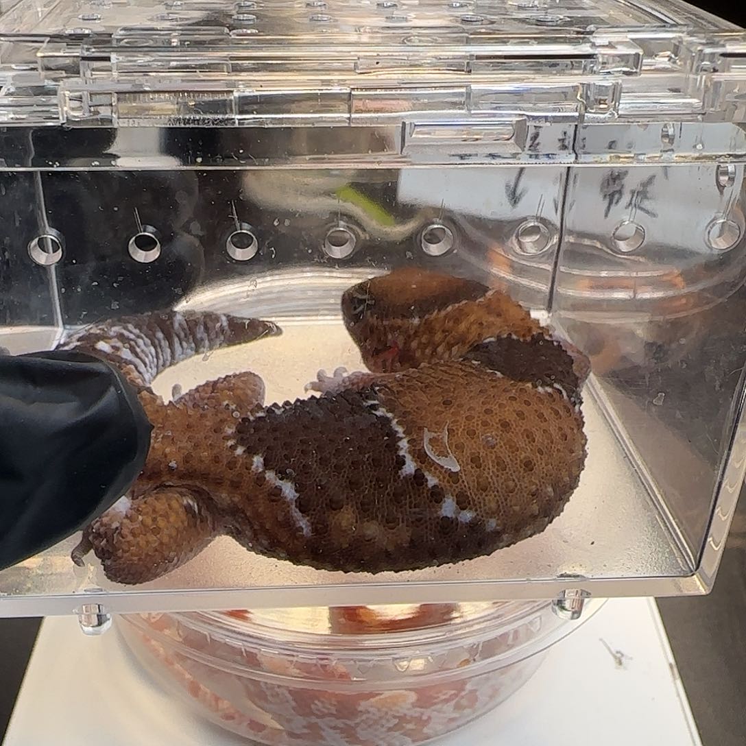 肥尾守宫00000007