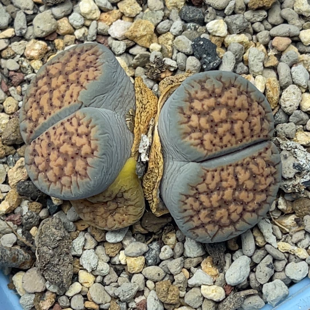 6573双头血点一颗