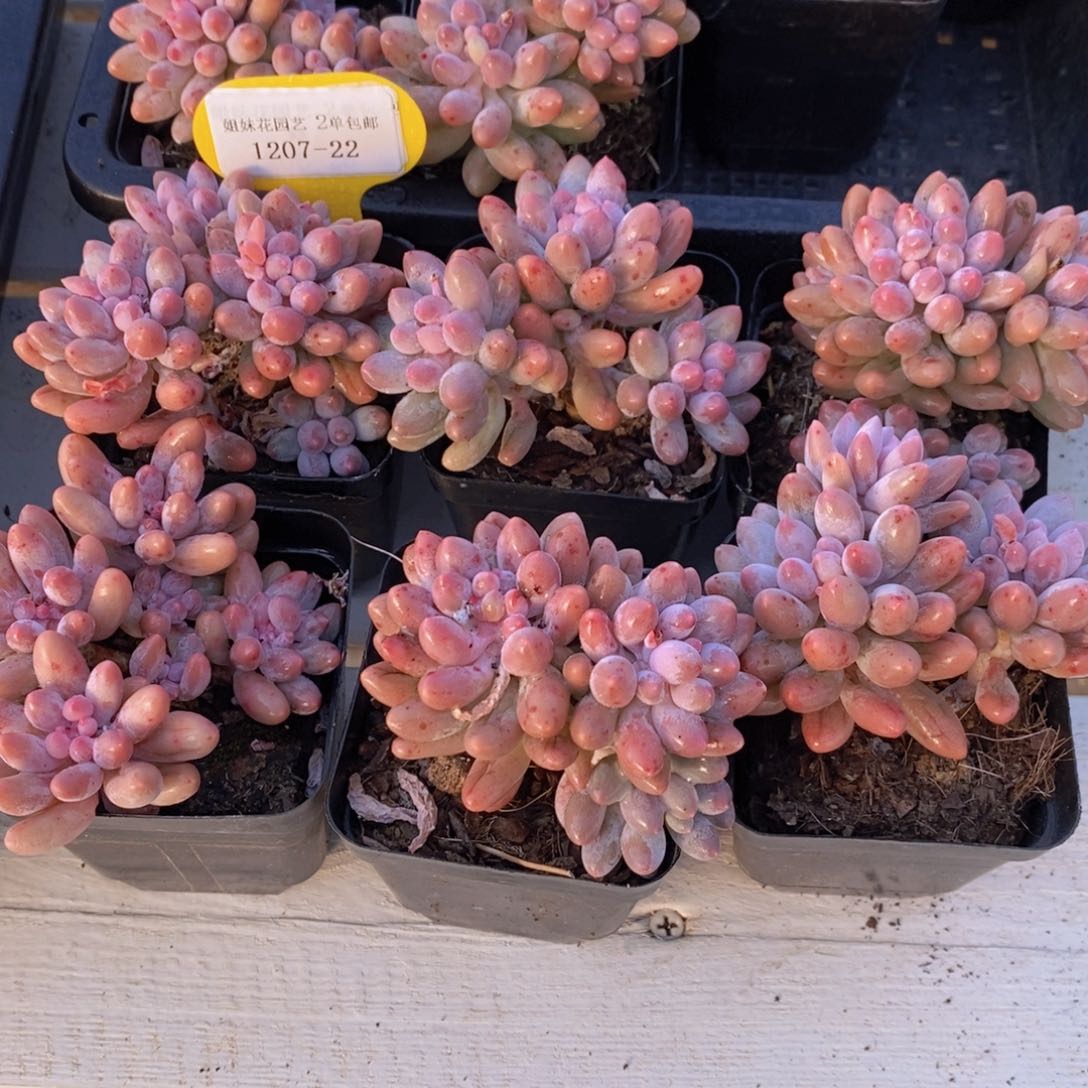 1207-22-精品老桩婴儿手指两个