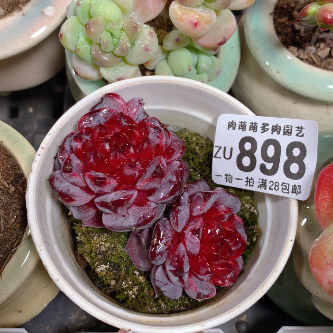 5CM拇指盆精控多肉ZU898