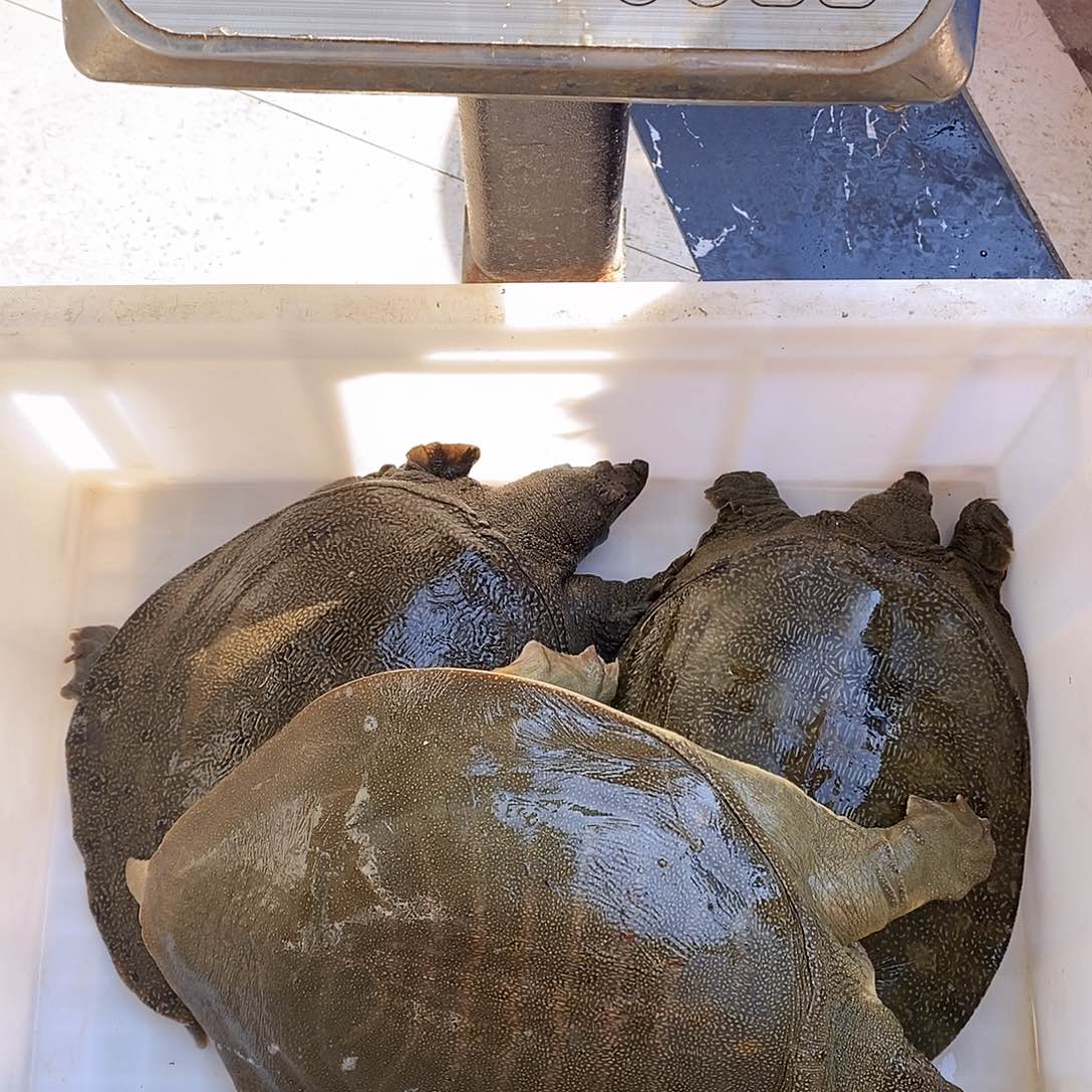 中国大陆野生甲鱼包邮