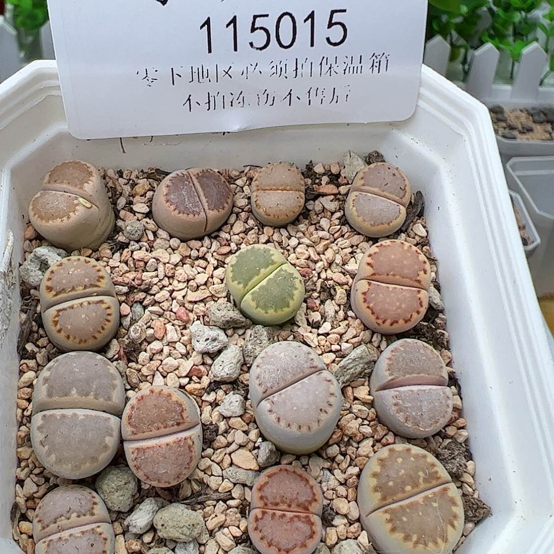 115015/可带盆发………………