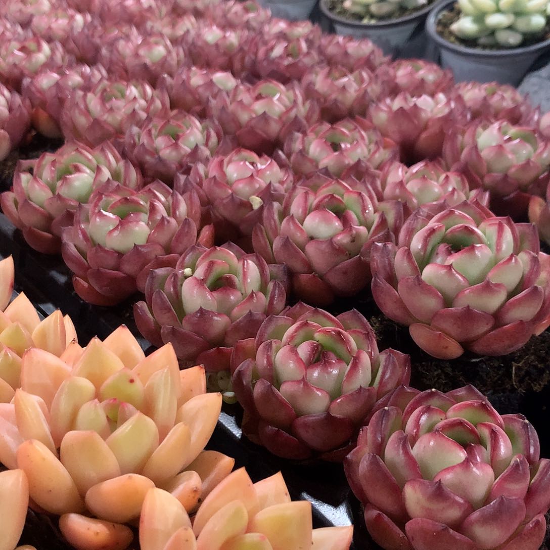 花田错3颗000000000000000