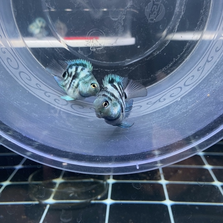 谁***浮鹦鹉鱼娃娃脸宝蓝一对