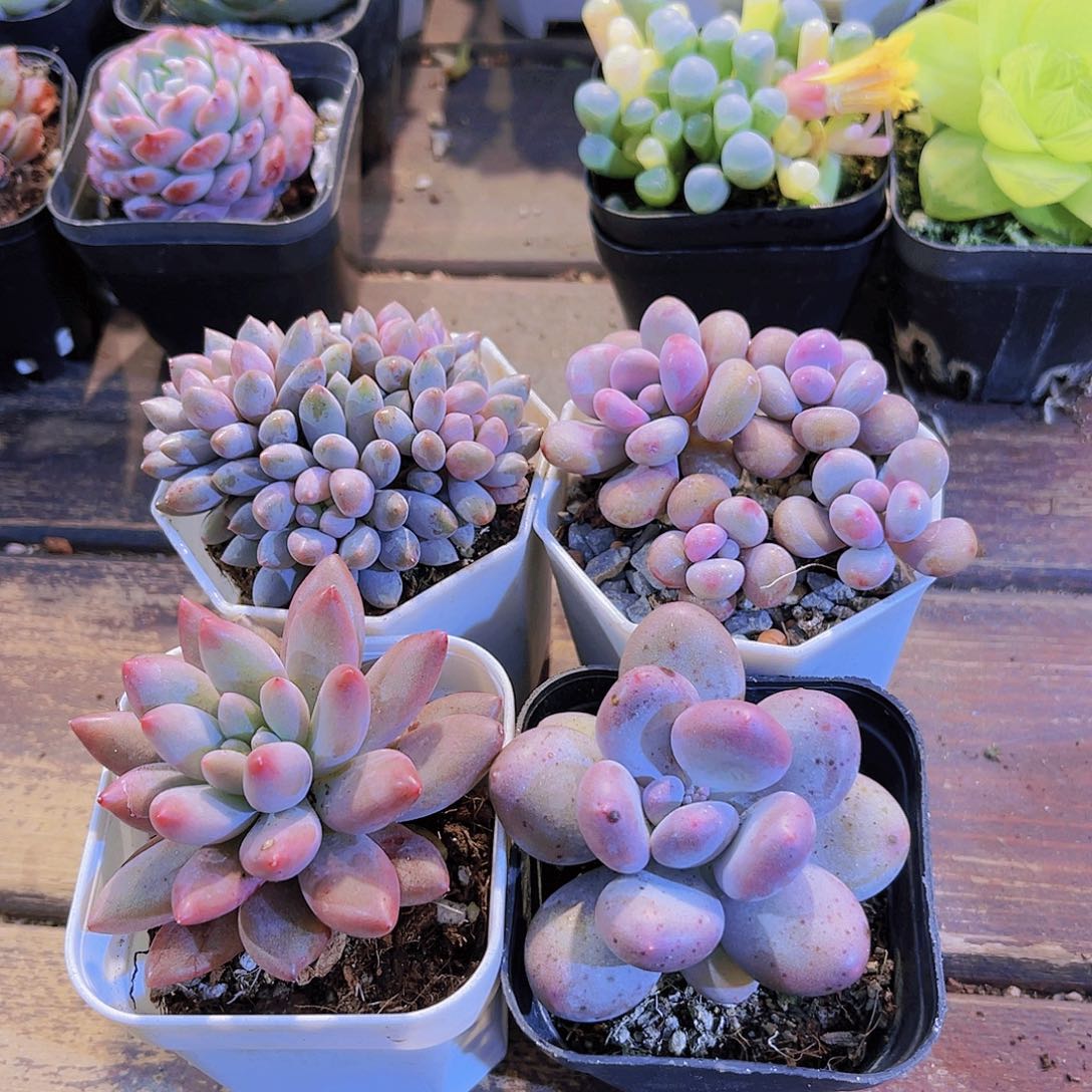 蓝舍➕桃蛋➕红蜻蜓➕胖美人