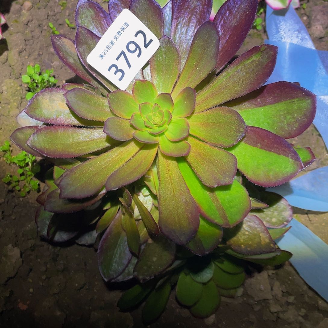 3792花无缺多肉植物