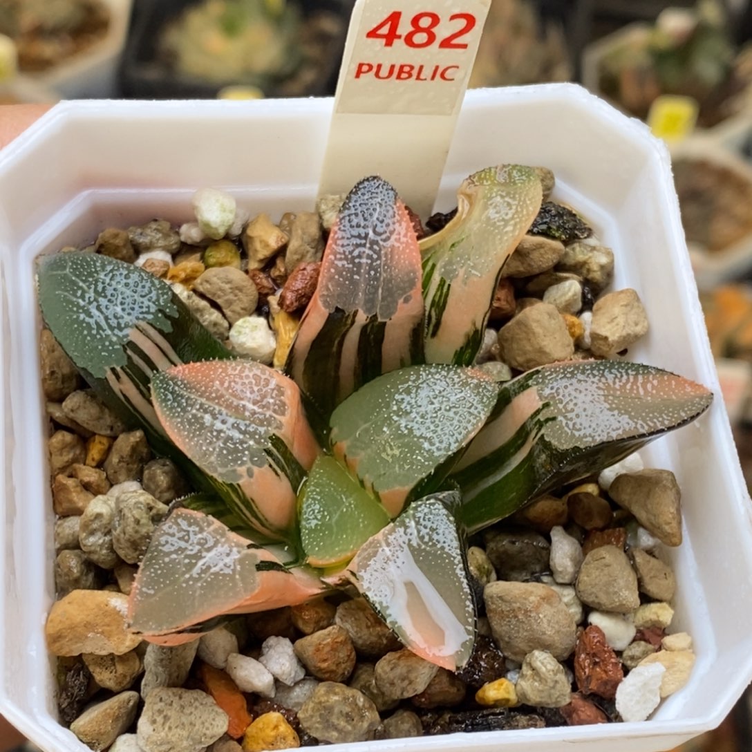 482号网纹克多肉锦