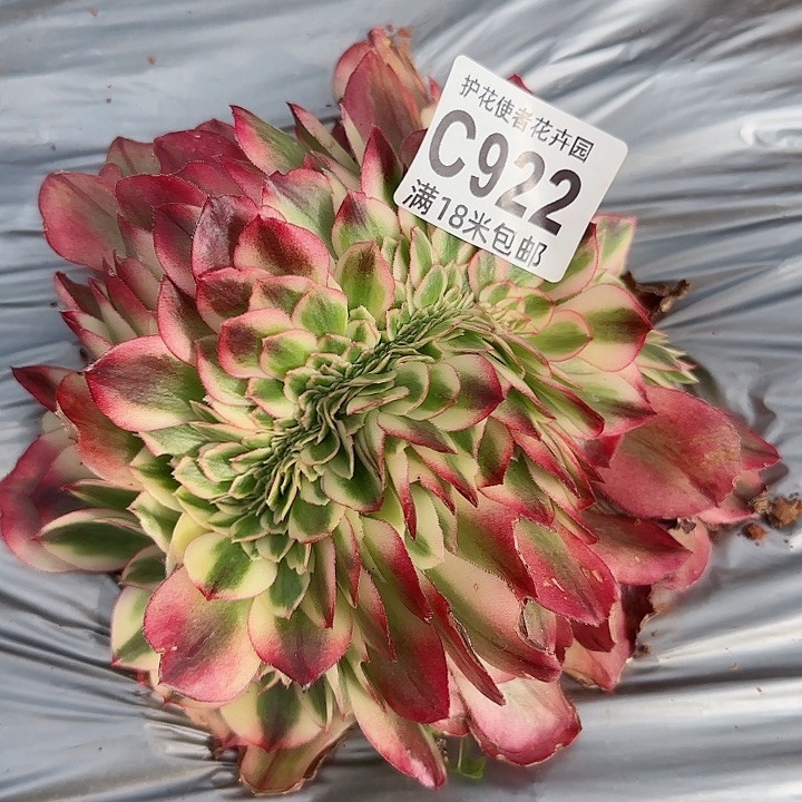 多肉法师荔枝缀化