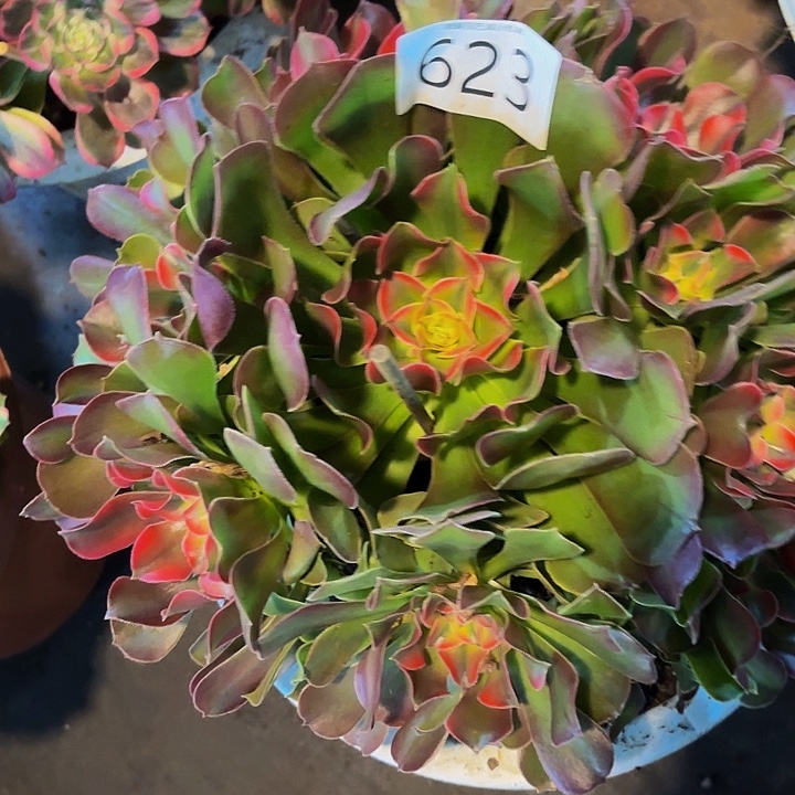 多肉植物福利香妃623号