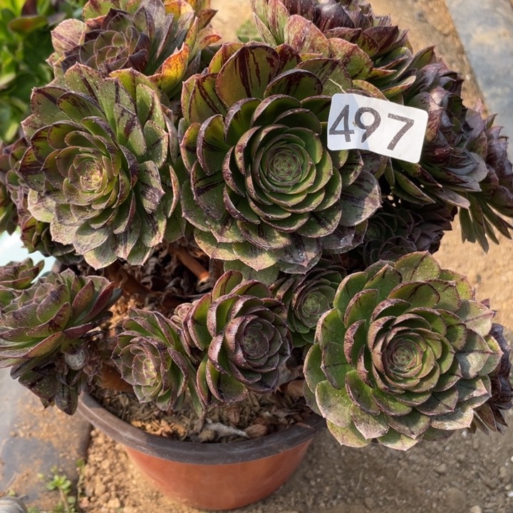 497多肉植物万拉丝有砍