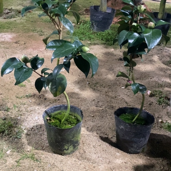 当前无花栽培后可以开花