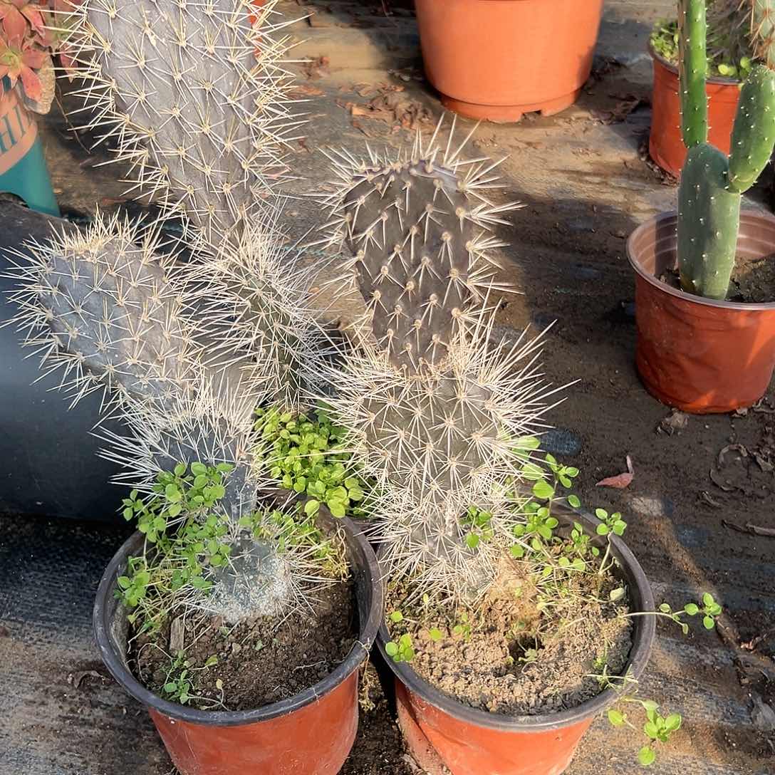 多肉植物三颗黑皮