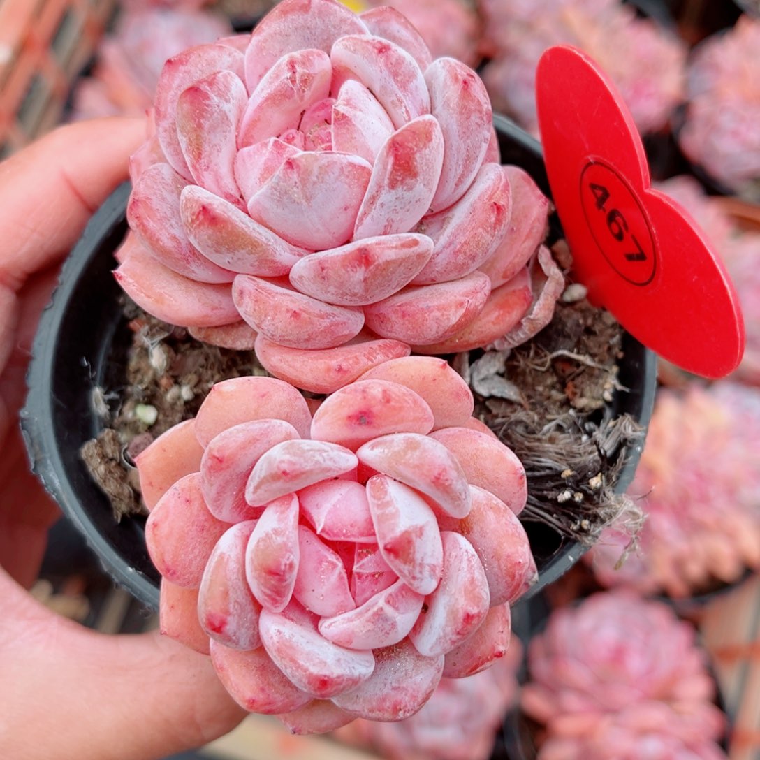 467号小老桩橙梦露双头