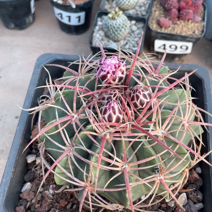 428实生狂刺赤诚