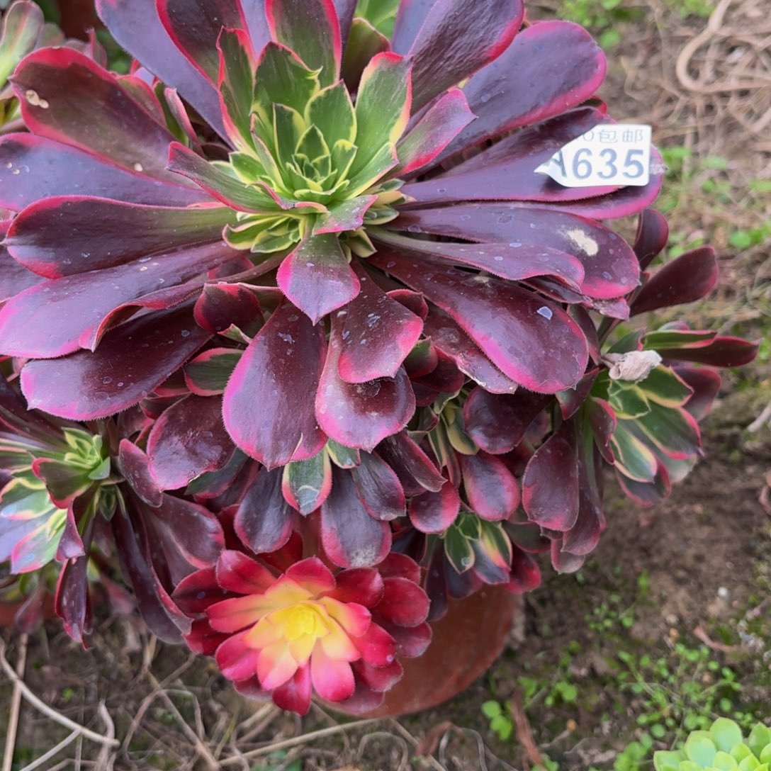 635多肉植物捧花的时候