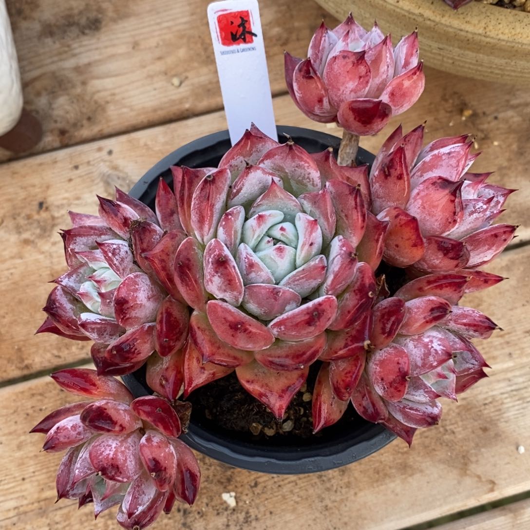 自助下单多肉下滑链接更多品种-卡迪