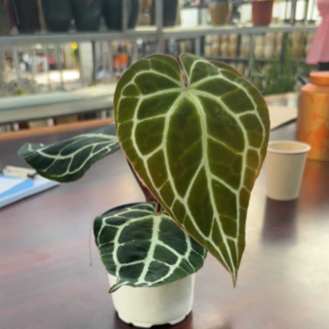 哥伦比亚花烛精品