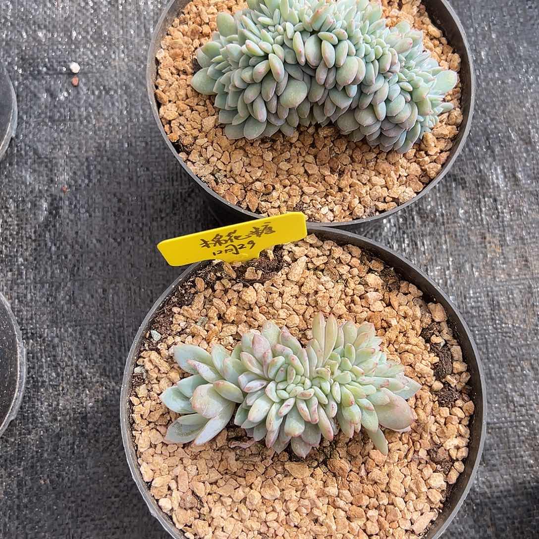 星影缀化一物一拍，棉花糖