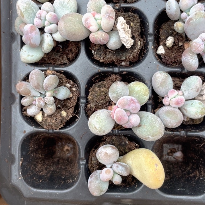 油卷随机发满18包邮