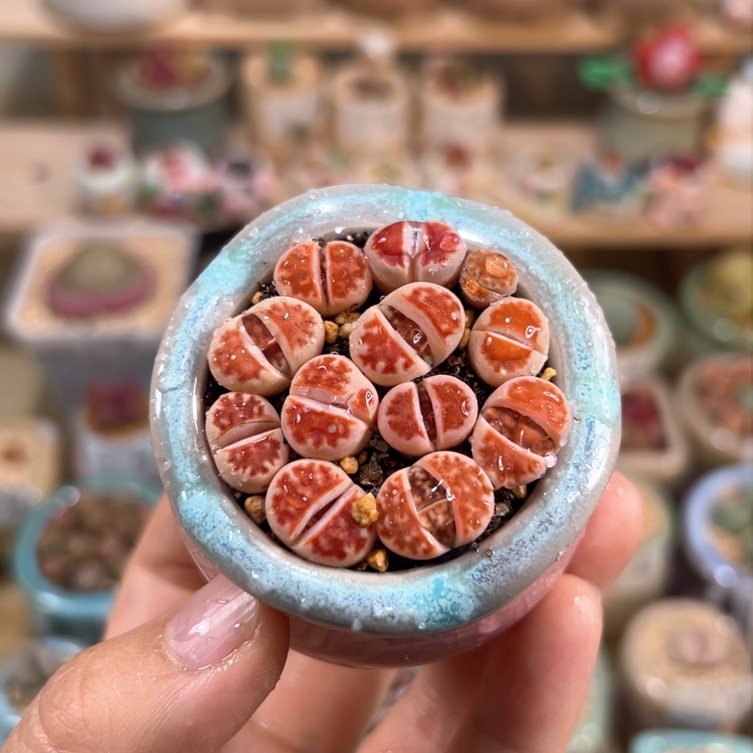 多肉植物69号拼盘