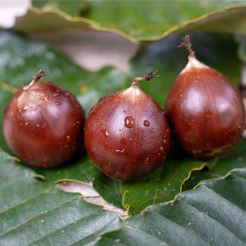 【明良】建瓯锥栗中果大果2斤/4斤