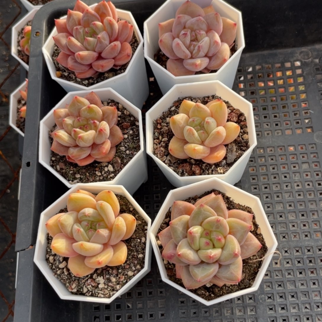 不包整散 盆子不售后12047