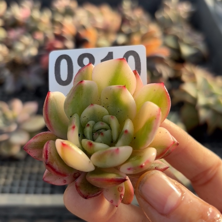 弗朗明戈锦多肉植物满18包邮当场凑单