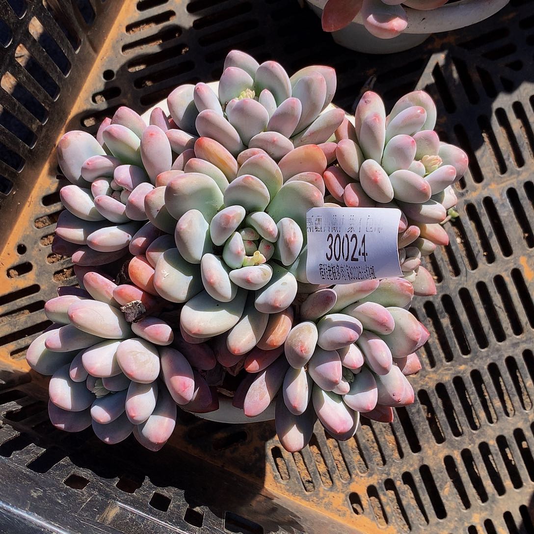 希***皮香水30024吨肉多肉