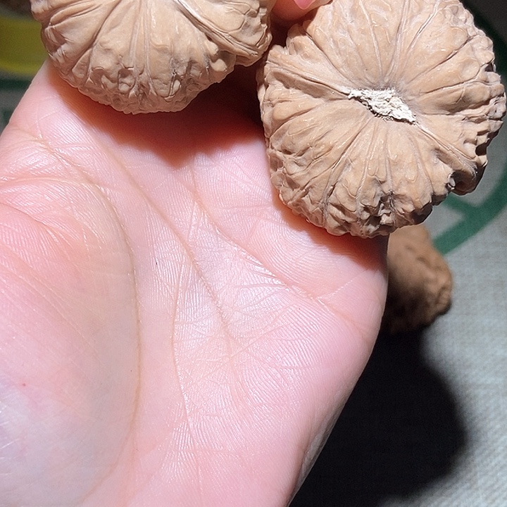 45尺寸全品南瓜墩！好运连连