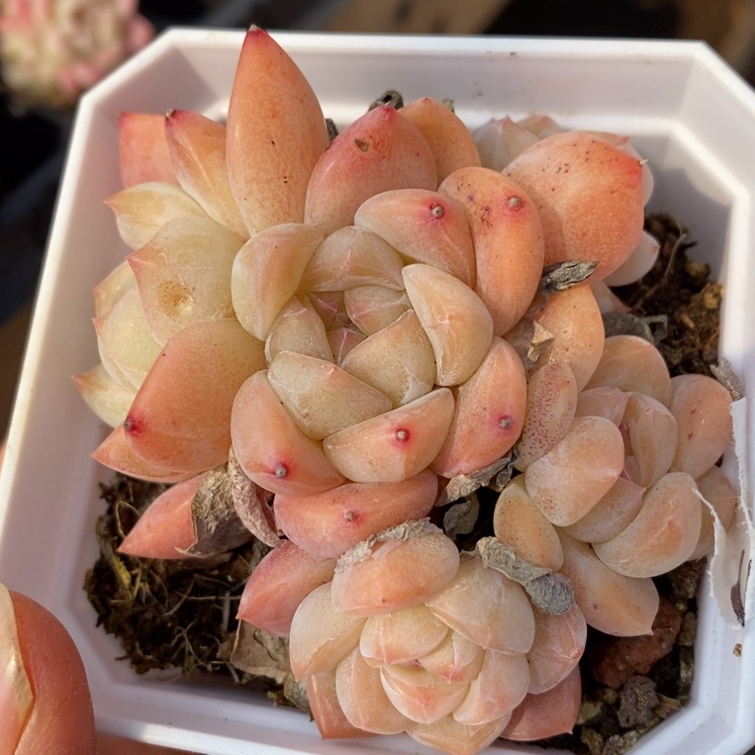 精品多肉一物一拍不包整25