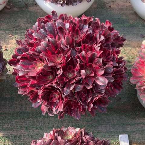 在***畔美杜莎朵朵多肉3颗，