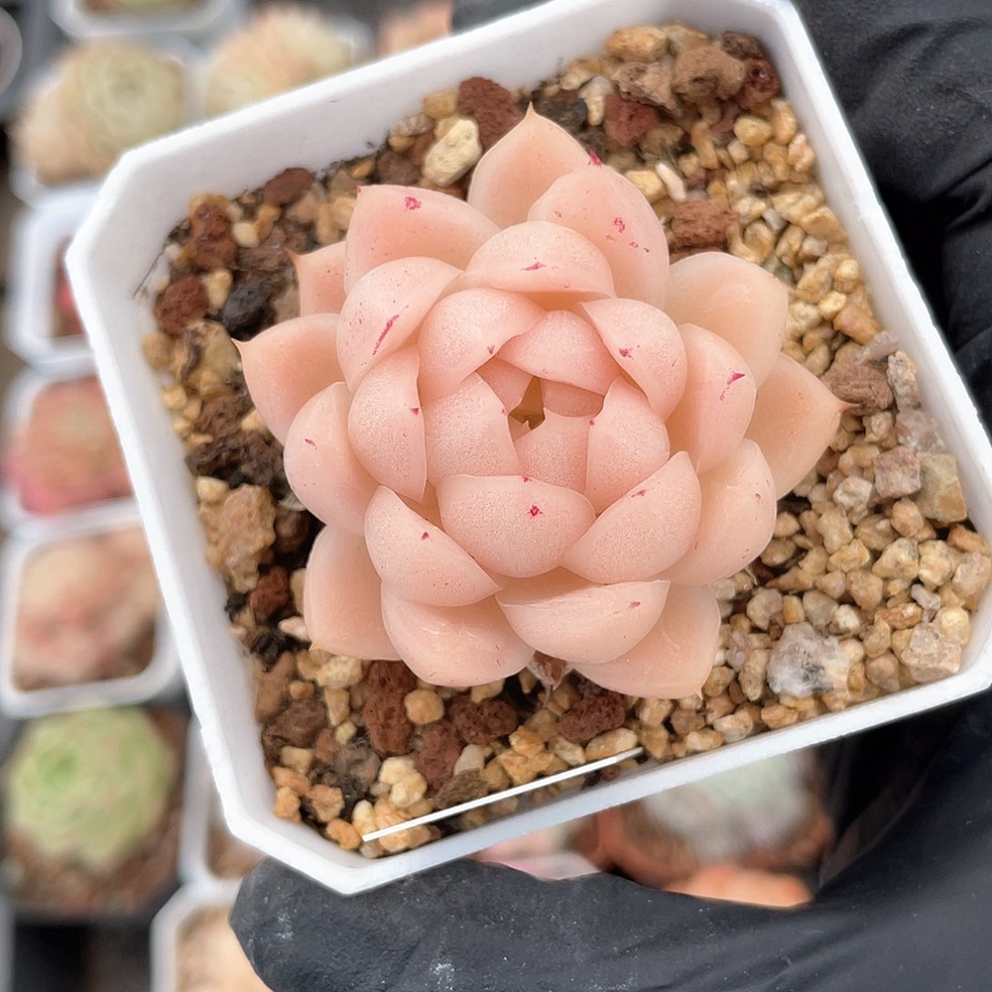 优选麦秆精品9082