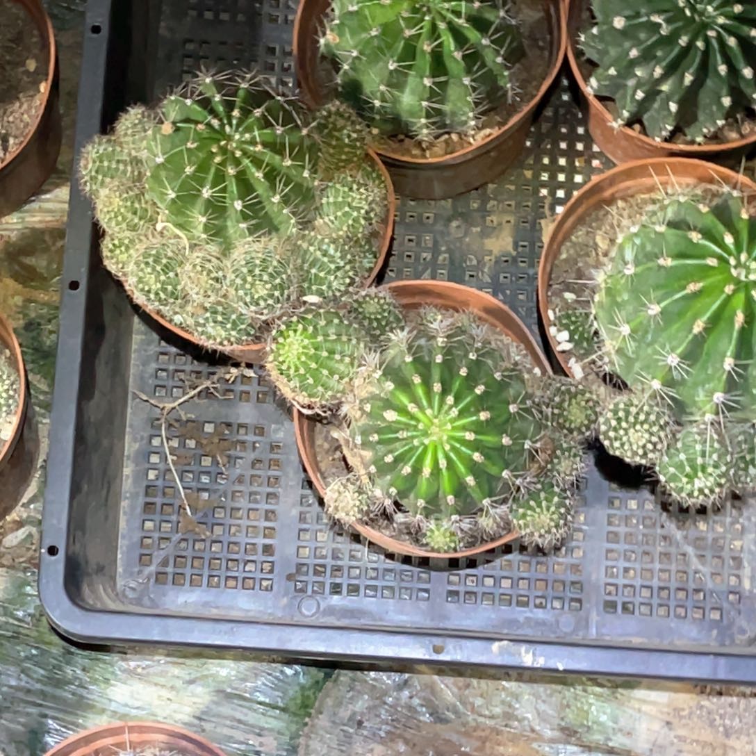 炎***茜彩草5颗 脱土脱盆摘花满20包邮盲拍