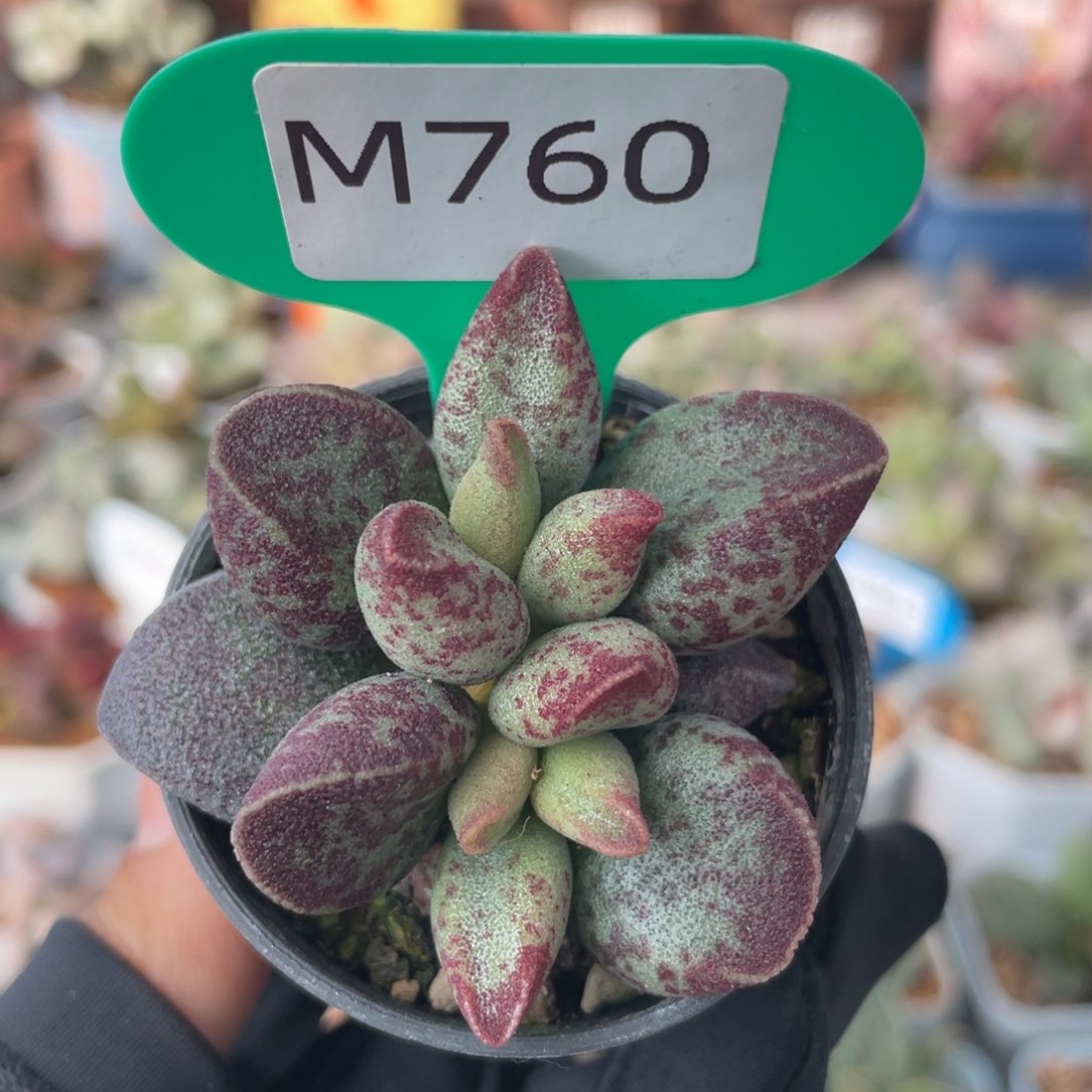 花斑鹿。  760。